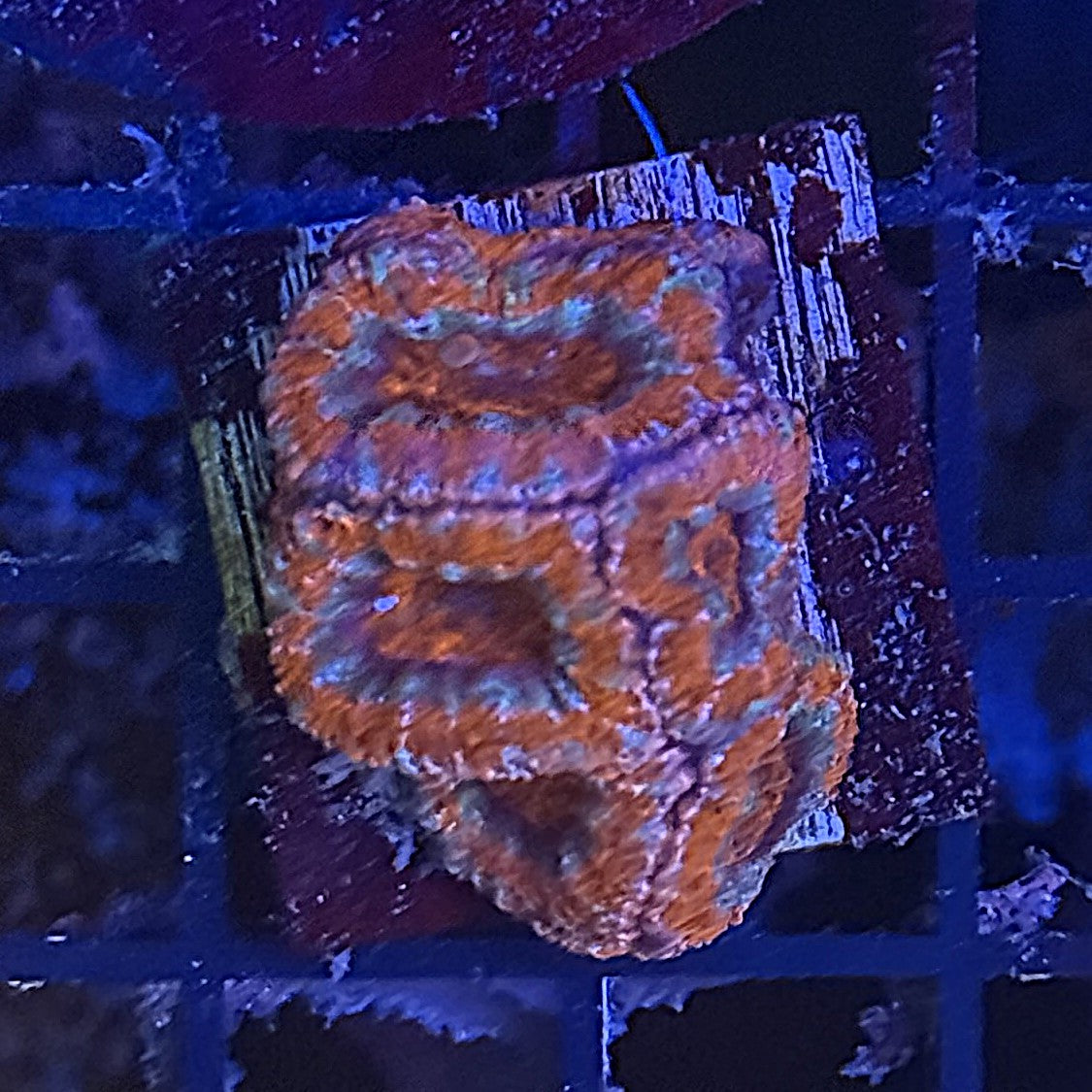 Ultra Acan ACC7