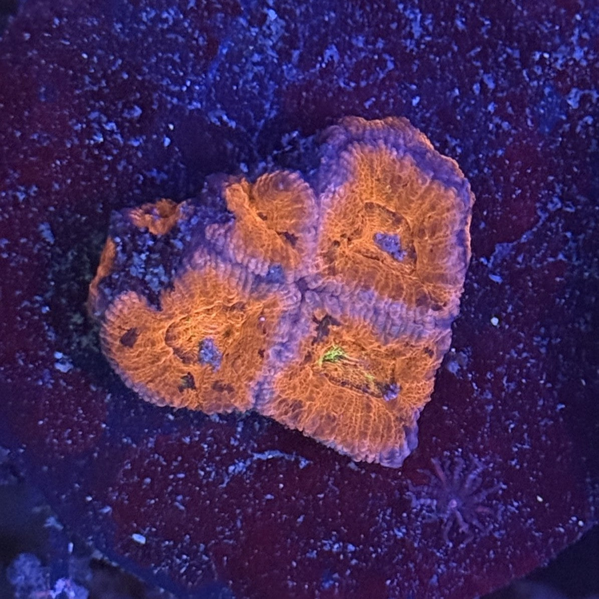 Ultra Acan ACC8