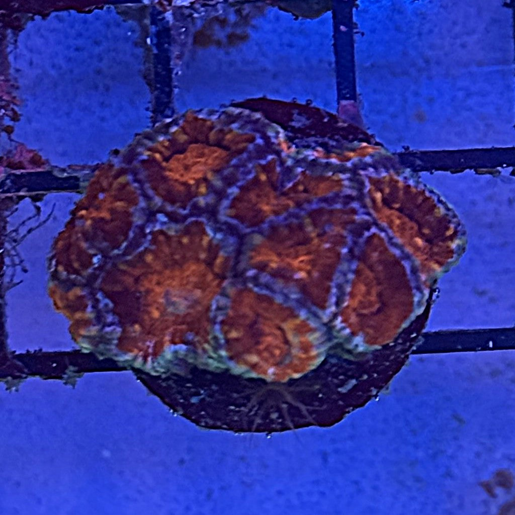 Ultra Acan ACD1