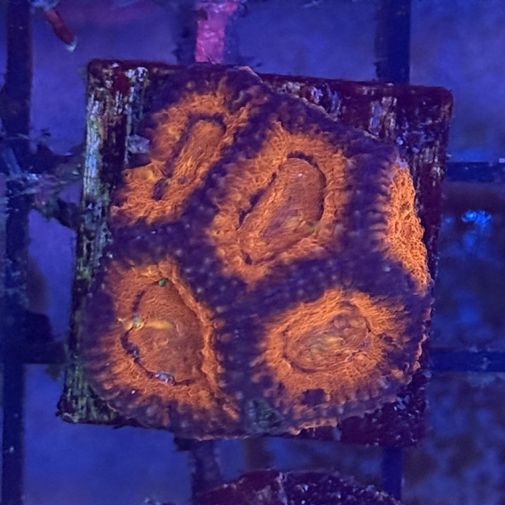 Ultra Acan ACD3
