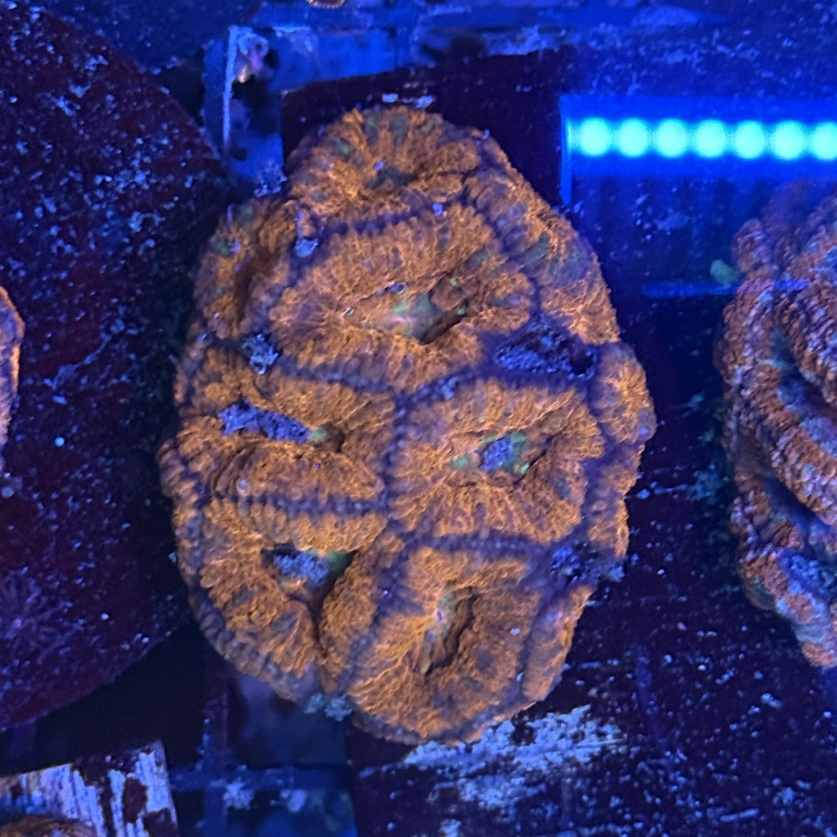 Ultra Acan ACD7