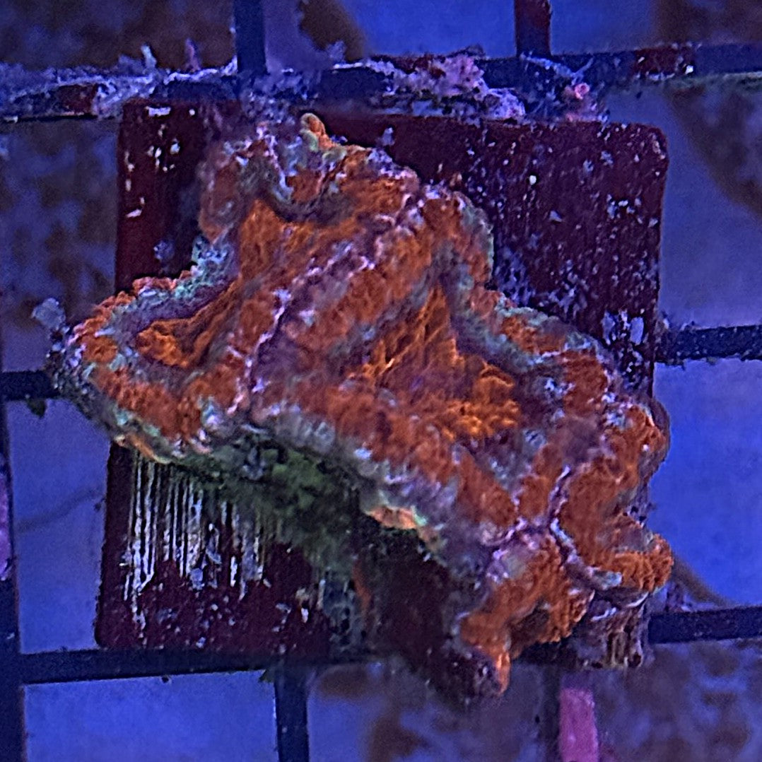 Ultra Acan ACE2