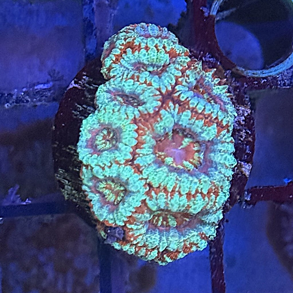 Ultra Acan ACE3