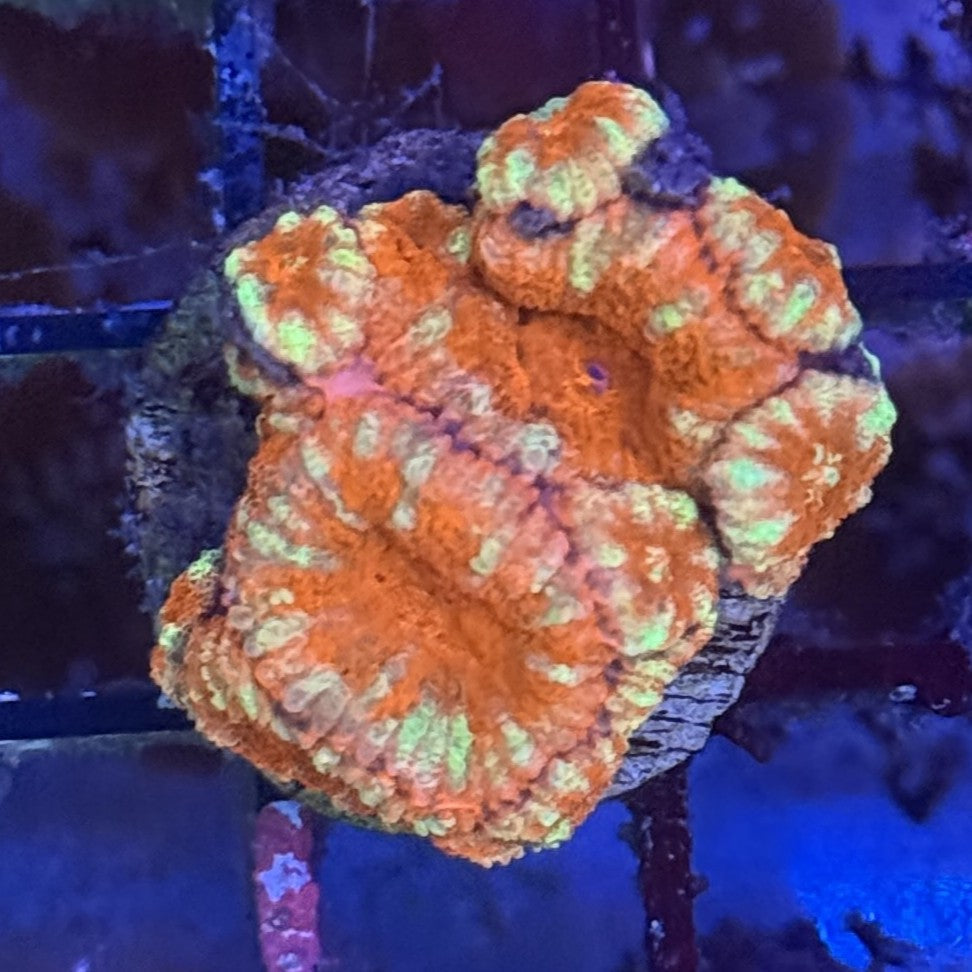 Ultra Acan ACE4