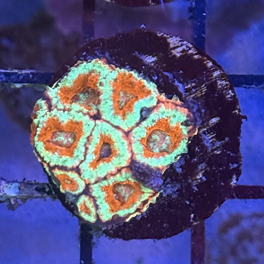 Ultra Acan ACF2