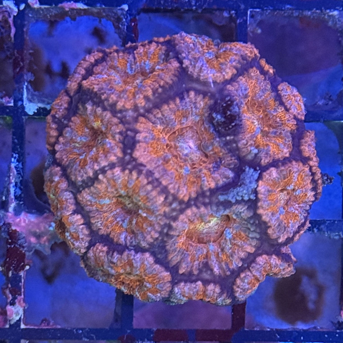 Ultra Acan ACF4