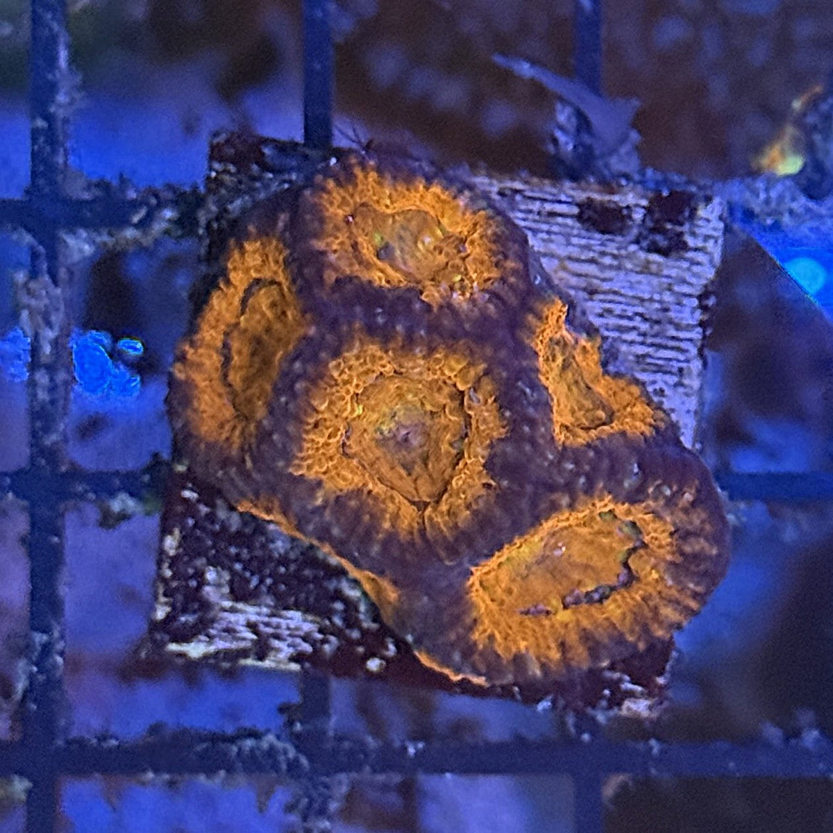 Ultra Acan ACF8