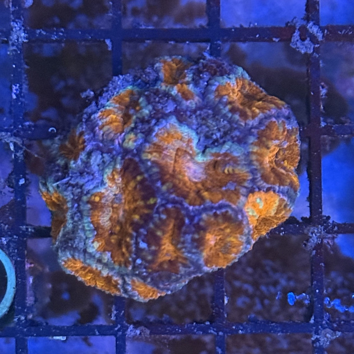 Ultra Acan ACF9