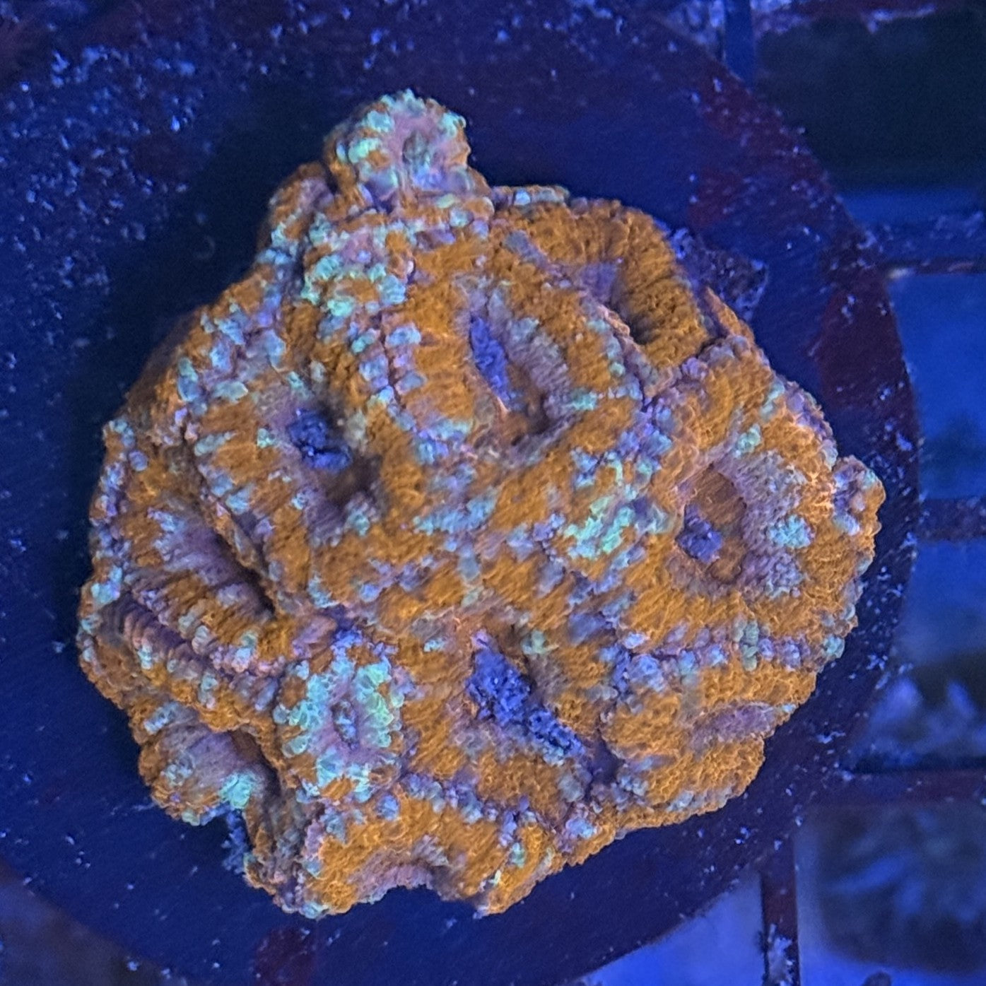 Ultra Acan ACF11