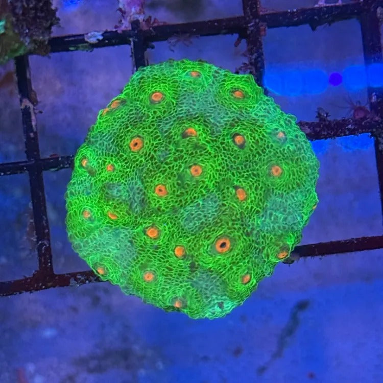 Lakeside Reefing TSA Space Invaders Chalice Coral Frag Coral