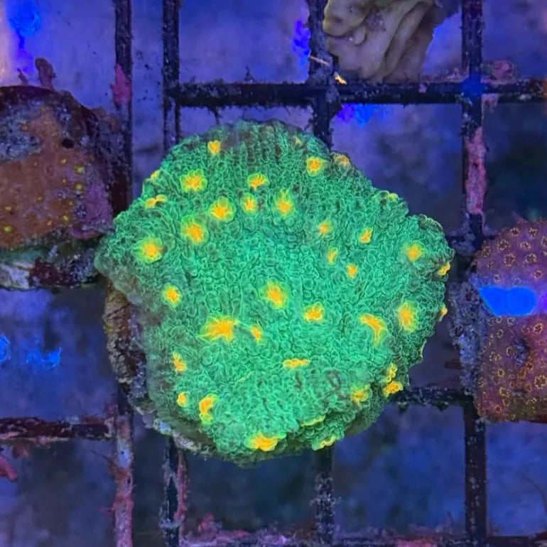 Lakeside Reefing Solar Flare Mycedium Favia Coral Coral