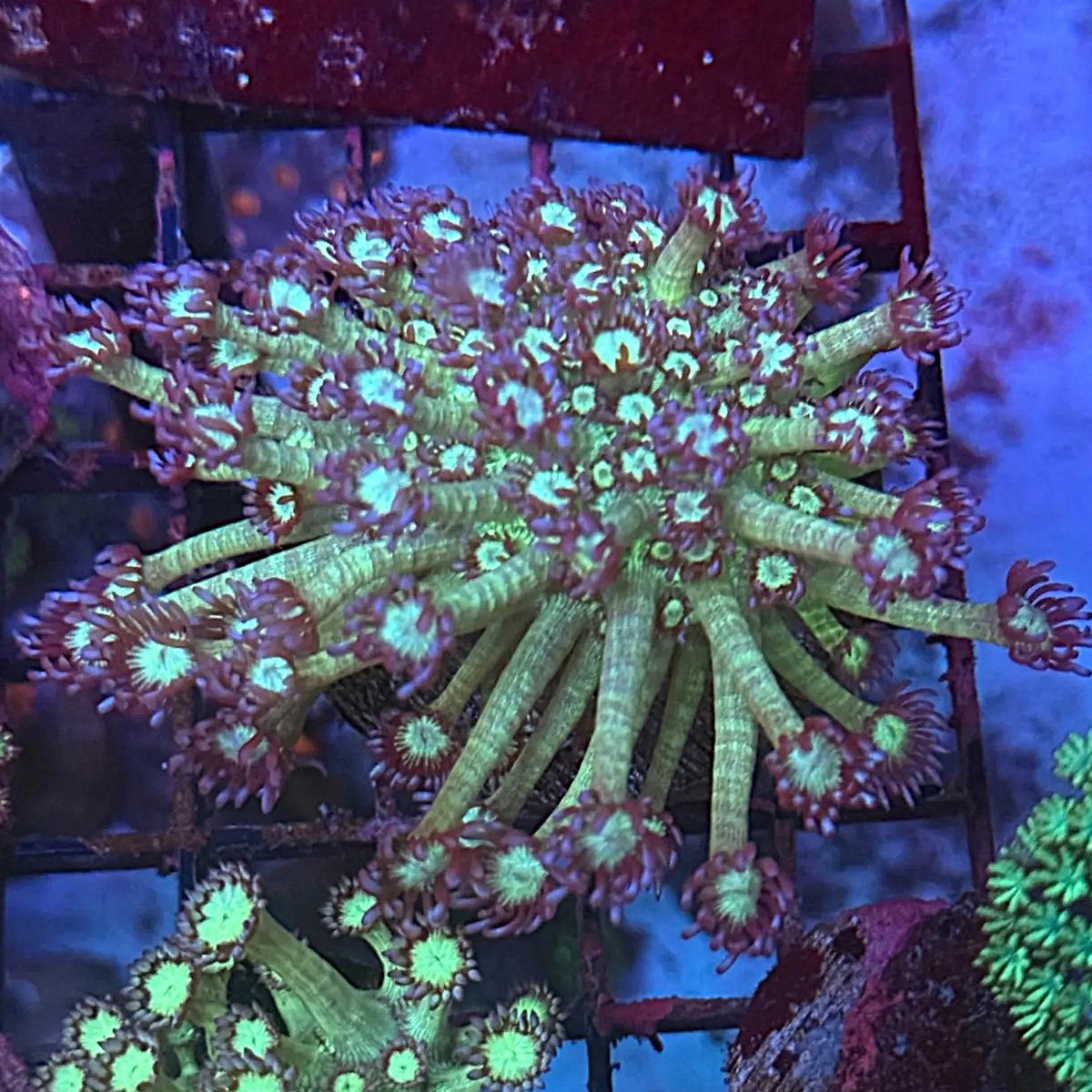 Lakeside Reefing Large Green Ice Goni Coral Frag Coral