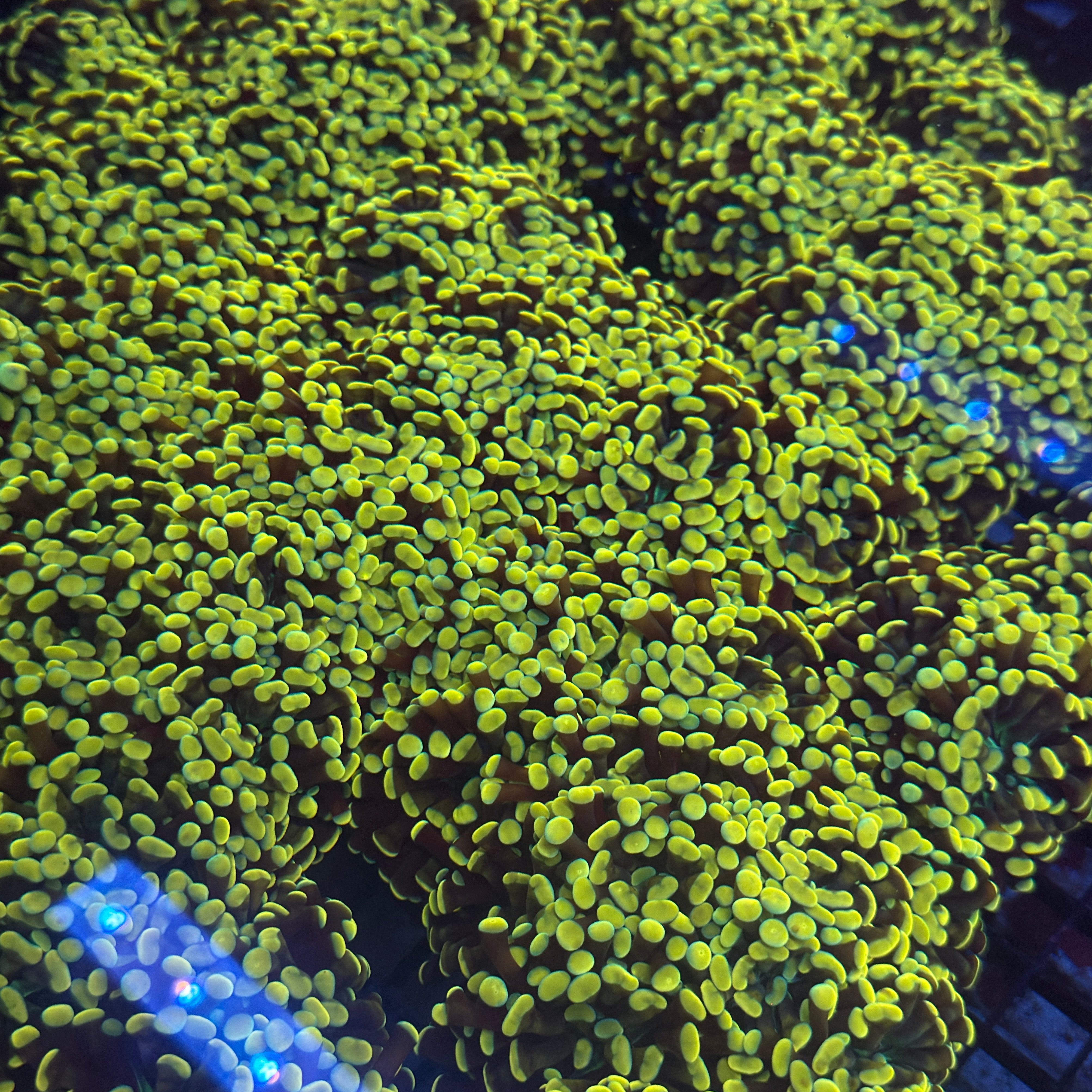 Lakeside Reefing Aquacultured Ultra Gold Branching Hammer Coral Coral