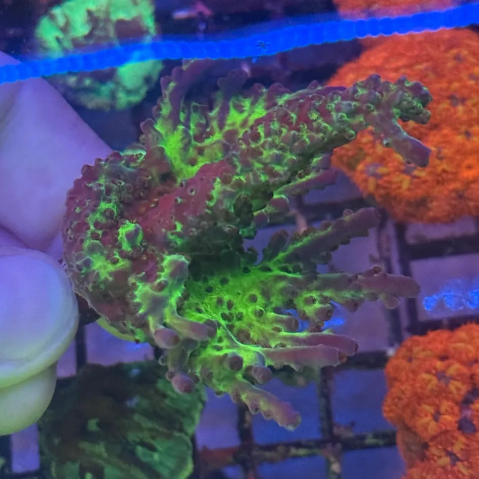 Miyagi Tort Acropora