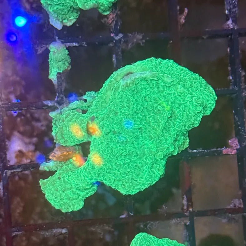Green Montipora Cap GM2