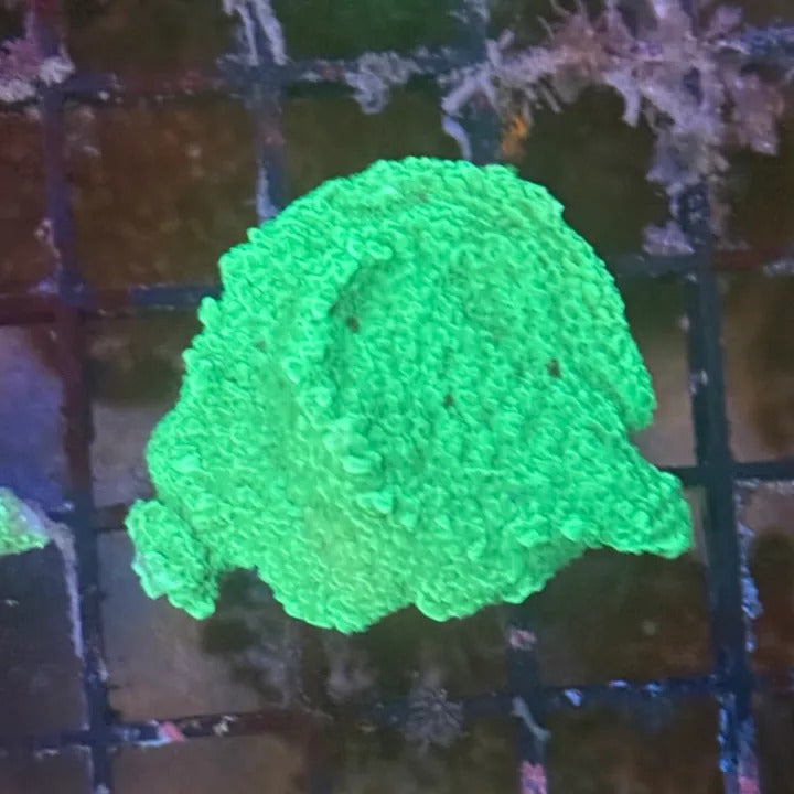 Green Montipora Cap GM4