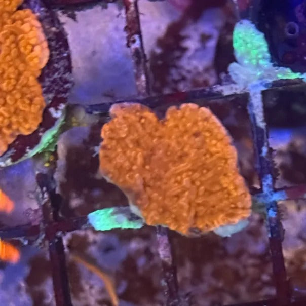 Red Montipora Cap RM2