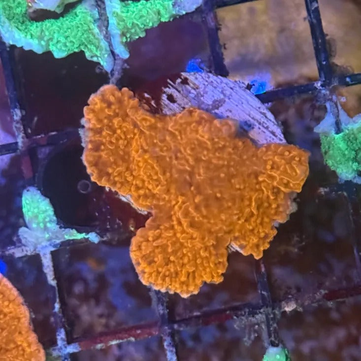 Red Montipora Cap RM3