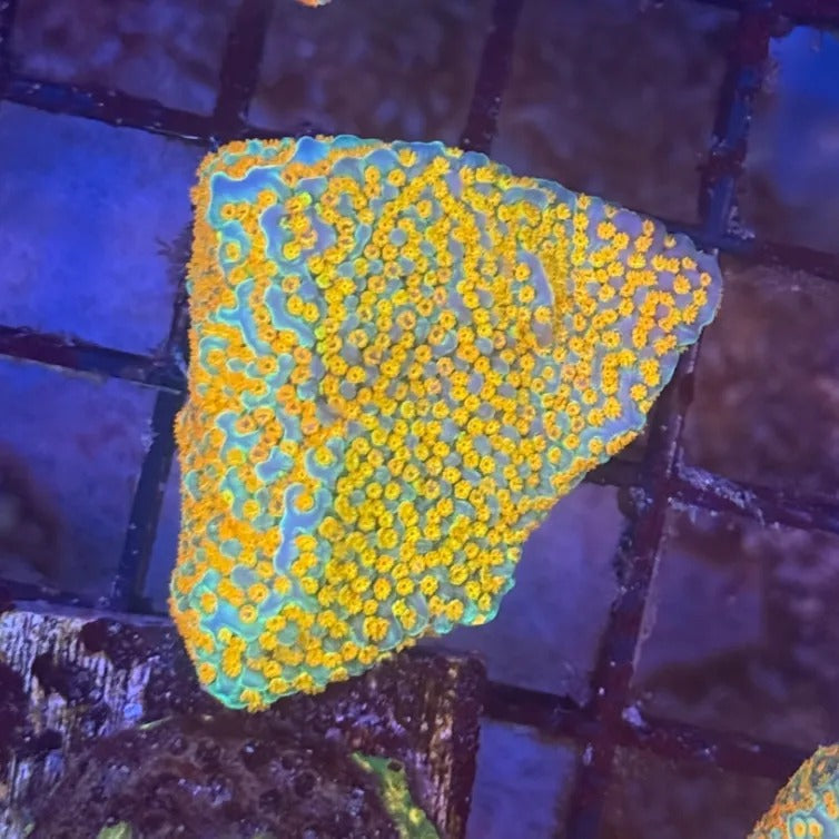 Jason Fox Fruity Pebbles Montipora
