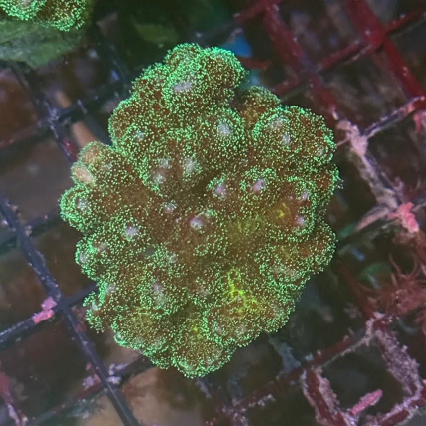 Green and Blue Fuzzy Pocillopora PC1