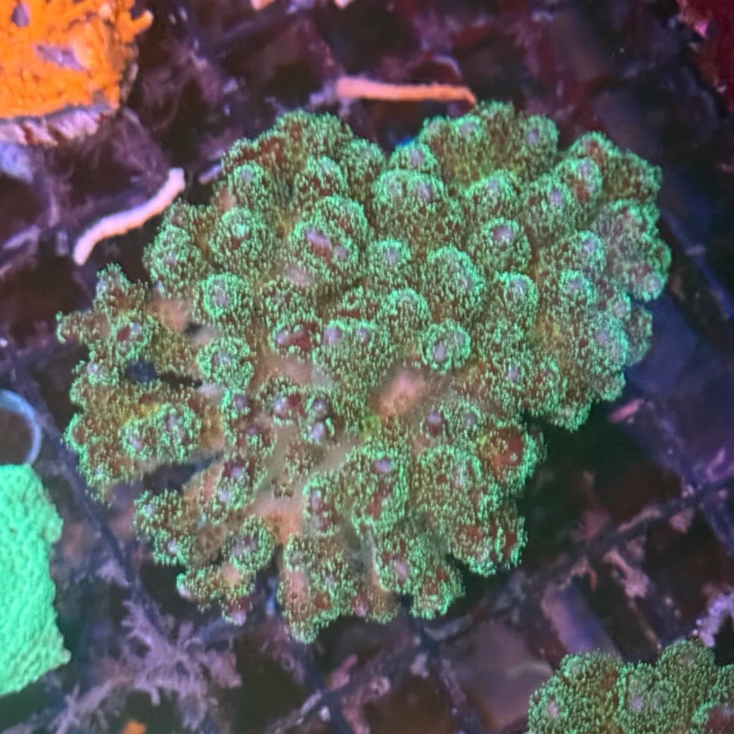 Green and Blue Fuzzy Pocillopora PC3