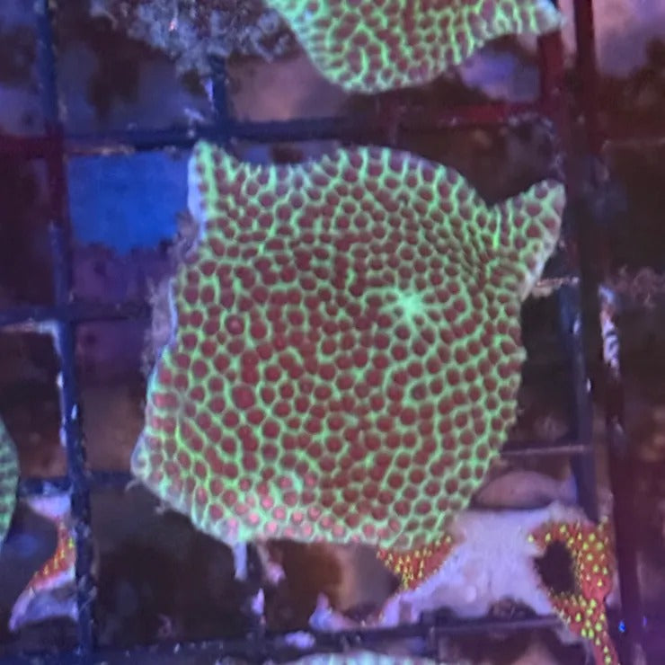 Grinch Porites GR8