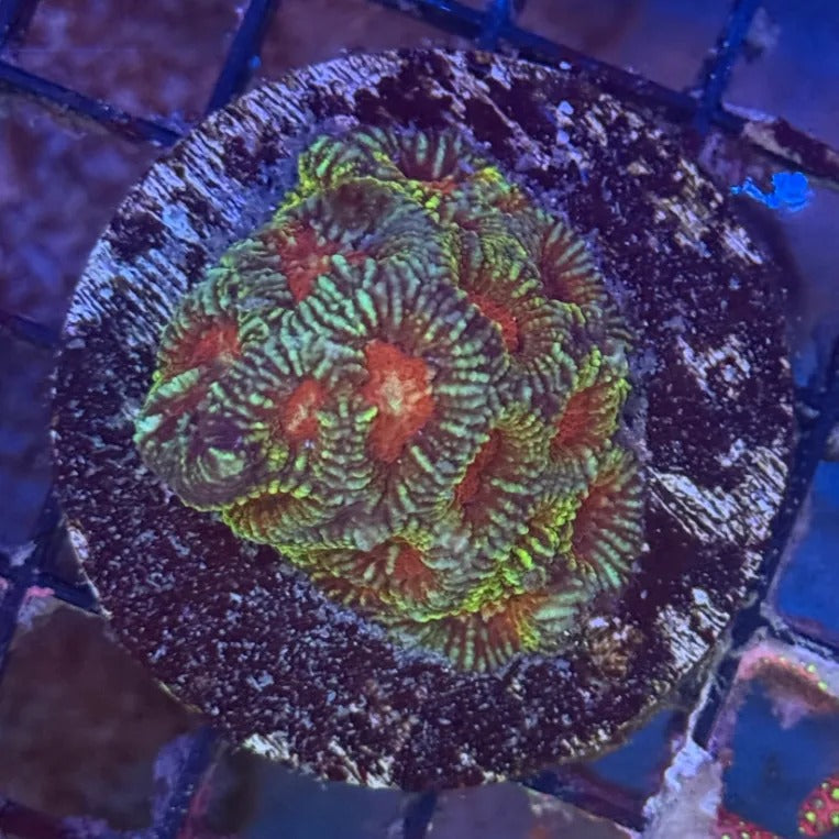 Christmas Favia CF1