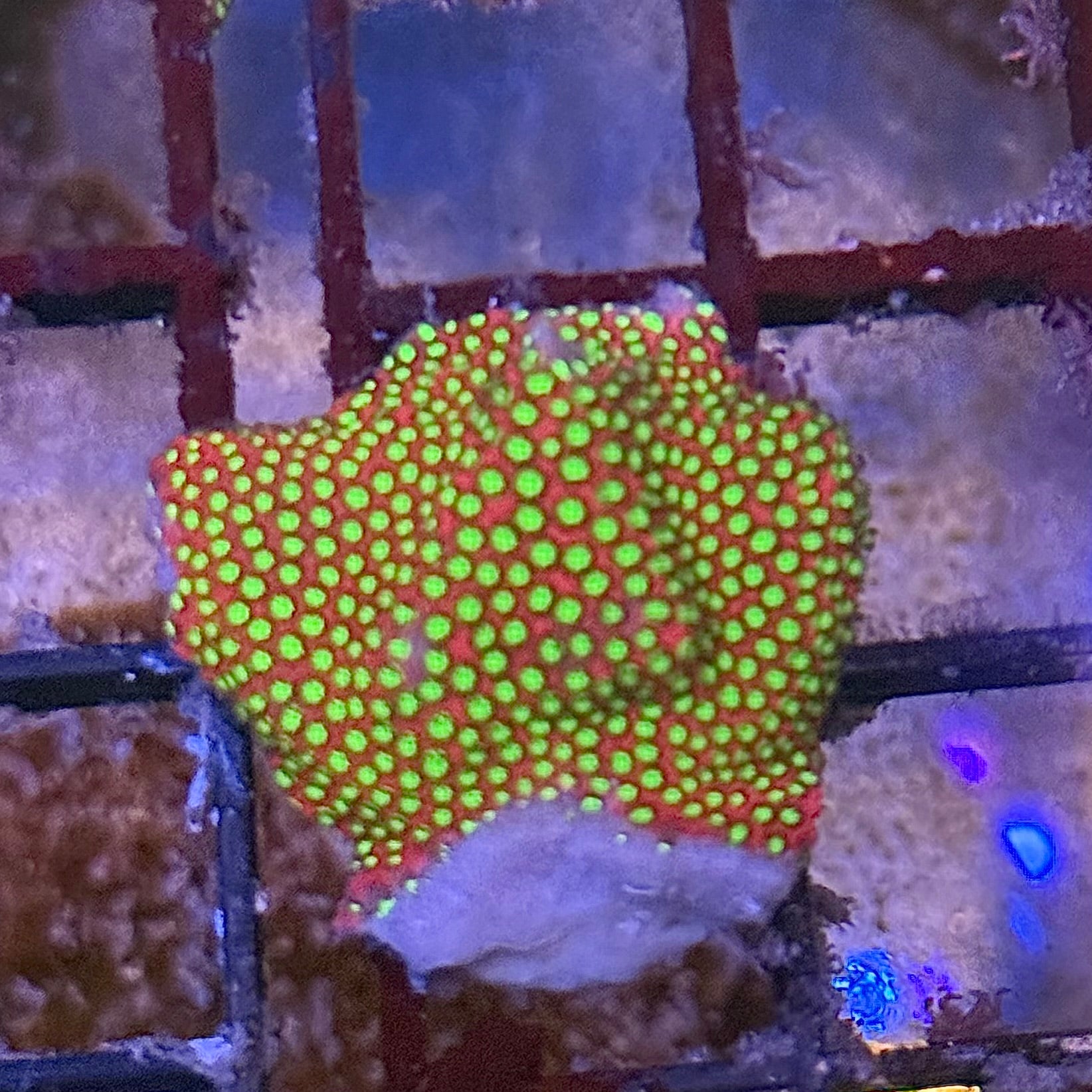 WWC Electric Daisy Stylocoeniella ED6