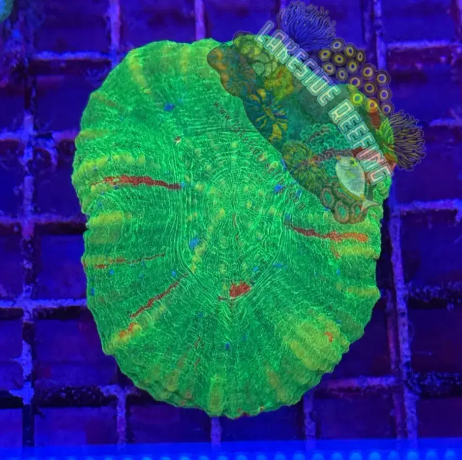 Bleeding Apple Scoly Coral Lakeside Reefing