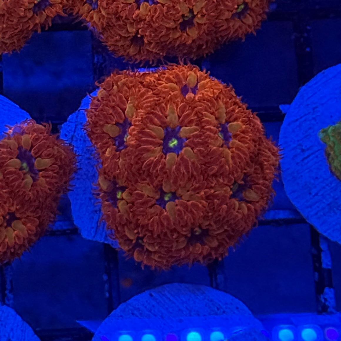 ACI Blue Raven Merletti Blastomussa