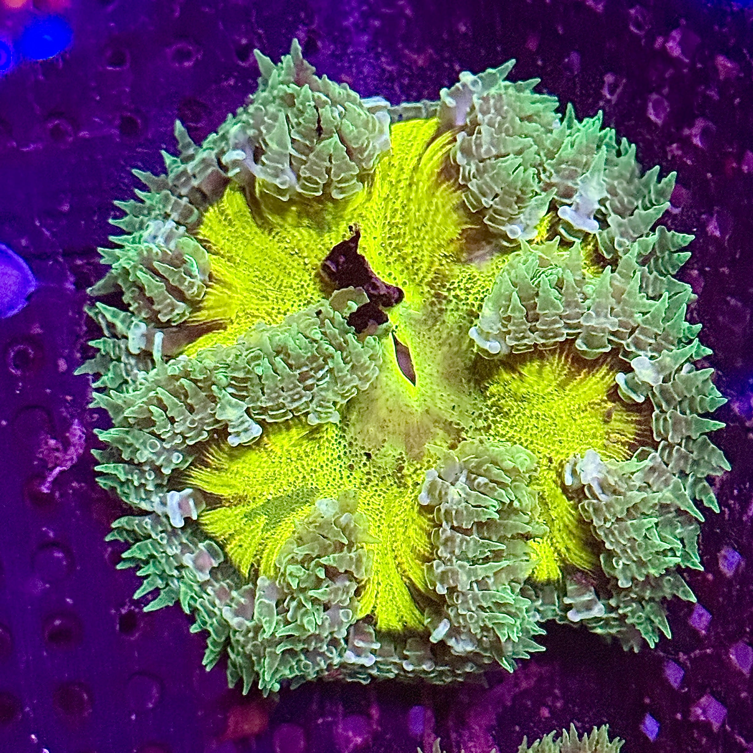Lime Green Rock Flower Anemone