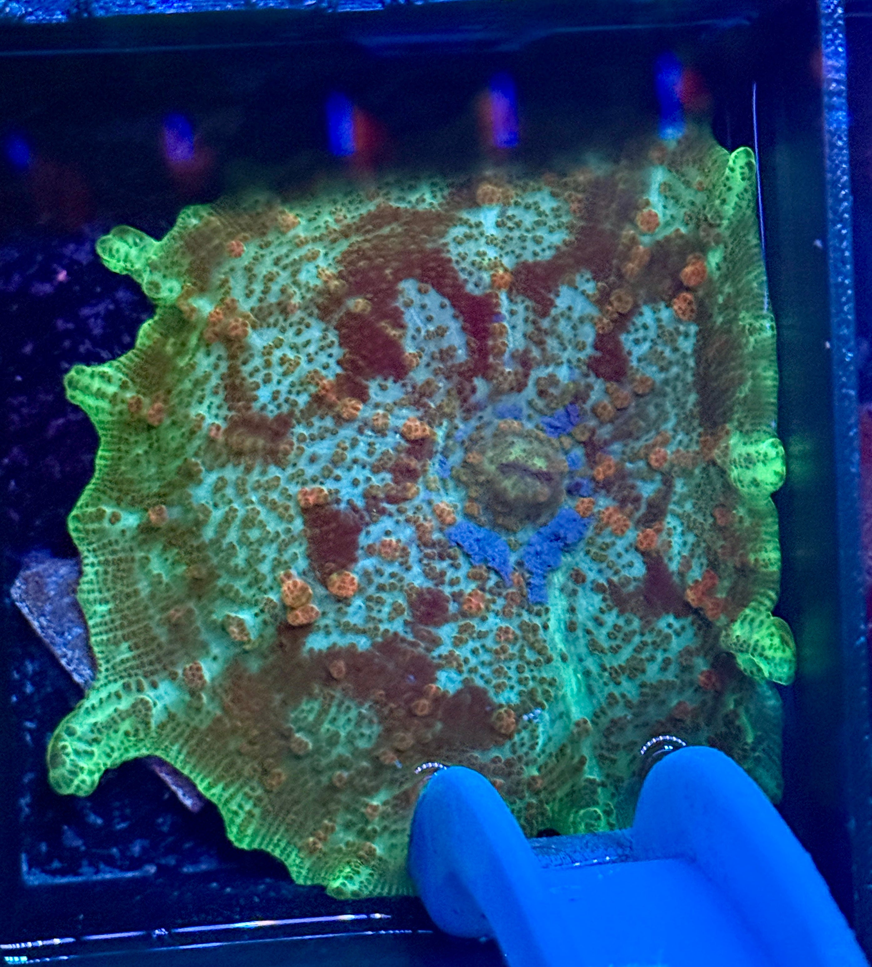 Large Green and Red Neglectus Mushroom