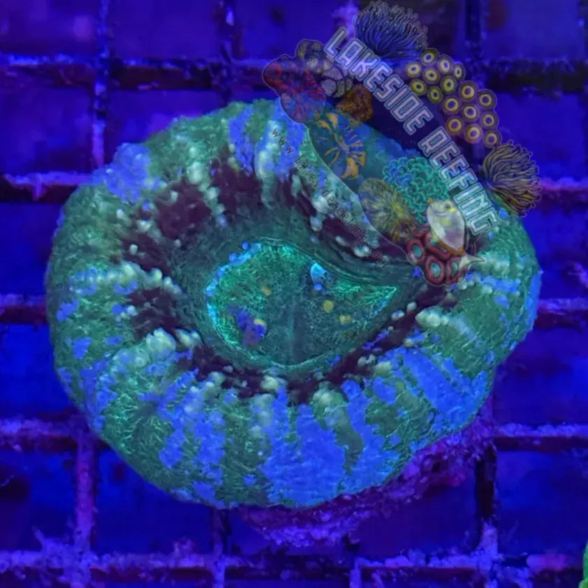 Blue Purple Green Scoly Coral Lakeside Reefing
