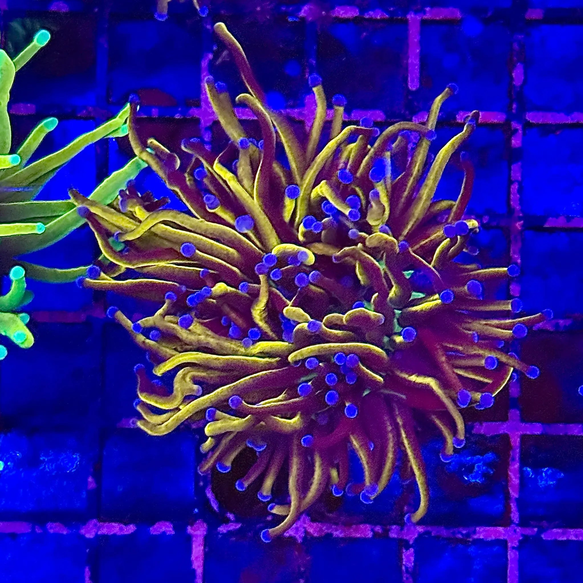 Gold NY Knicks Torch Coral R4C2