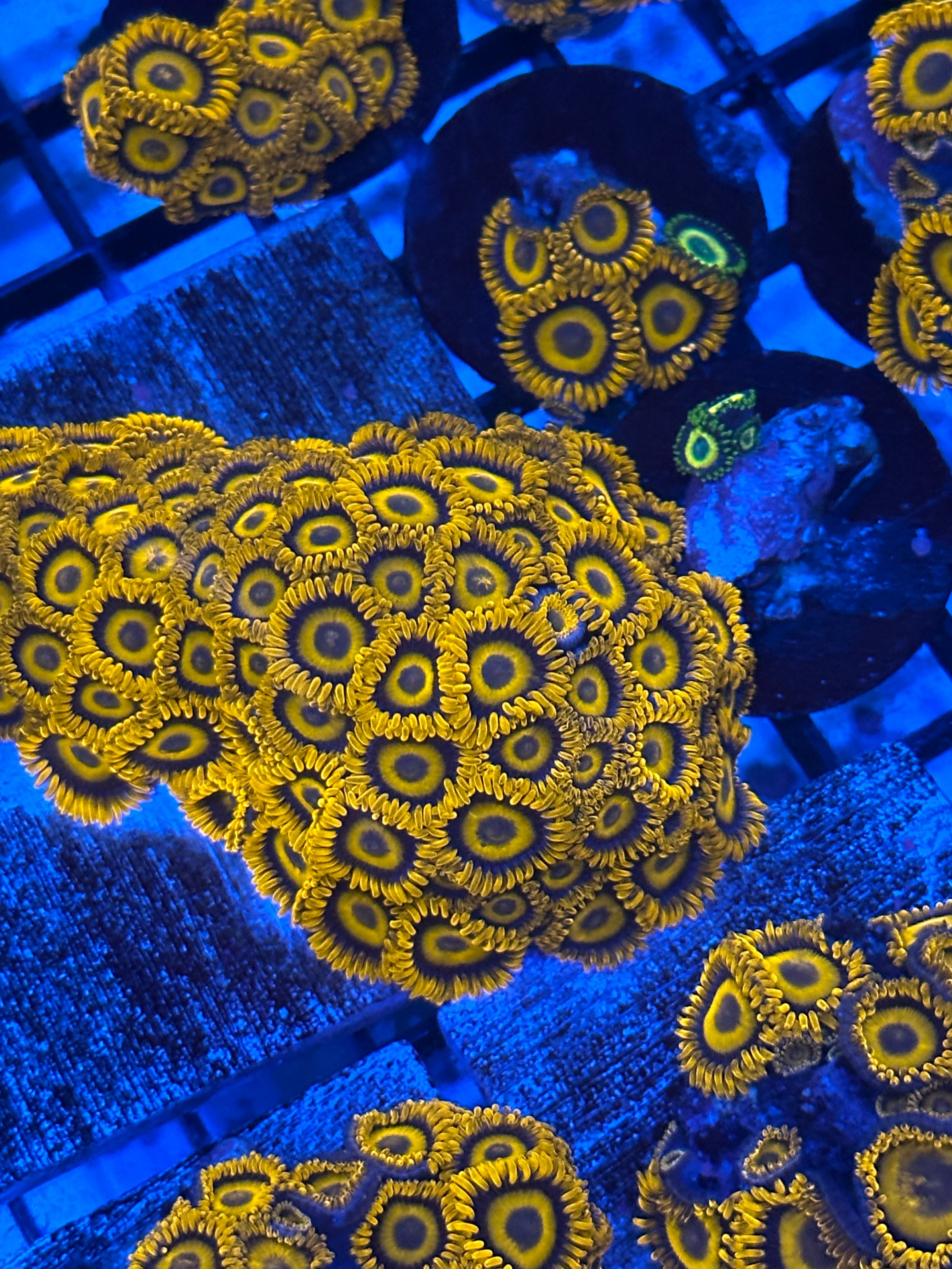 Orange Oxide Zoas Lakeside Reefing