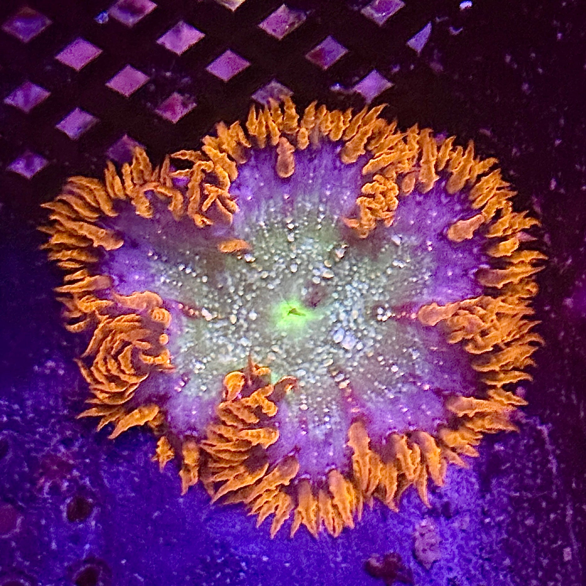 Orange Rim Rock Flower Anemone
