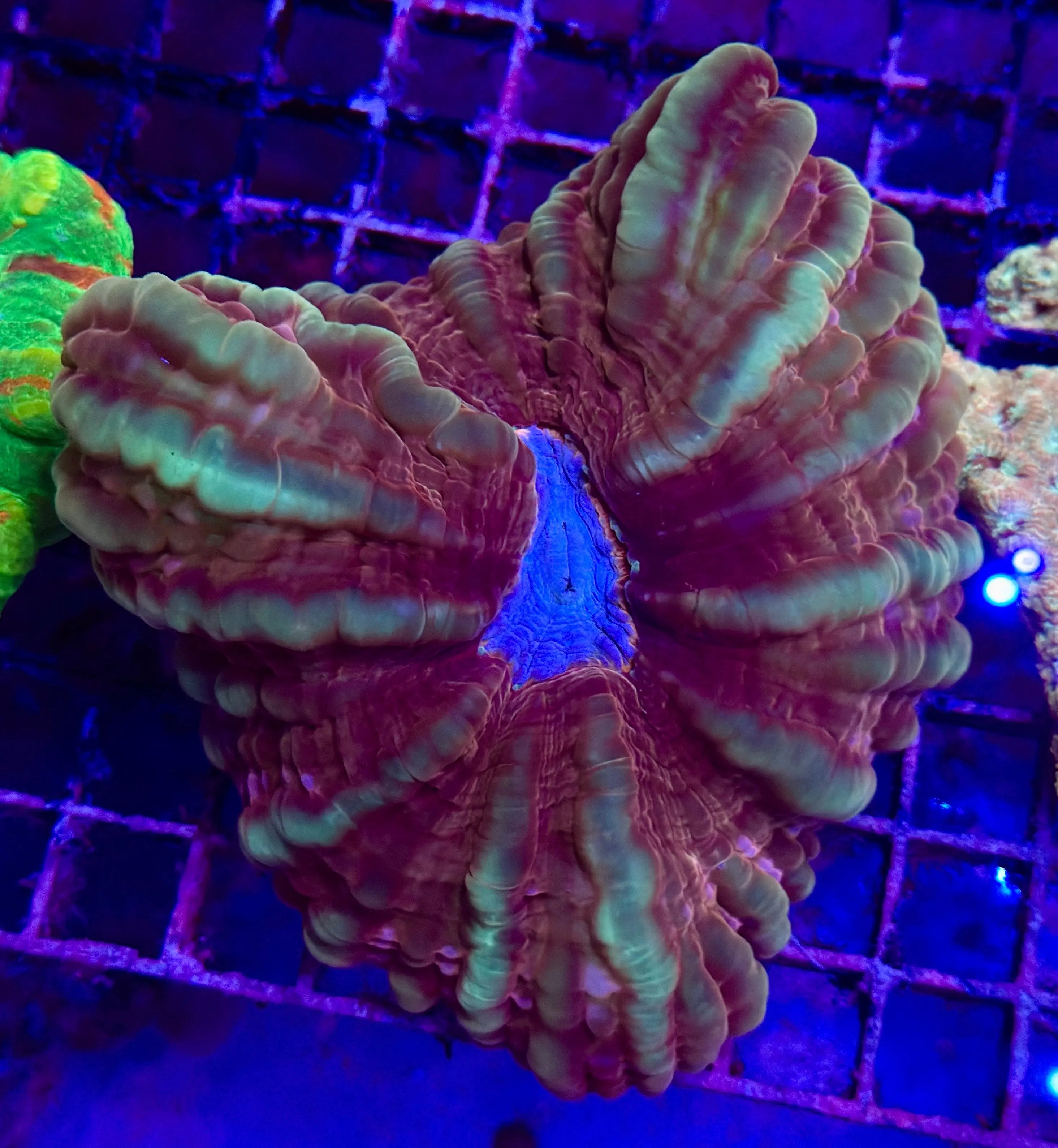 Gorgeous Striped Ruby Red with Pink Indophyllia