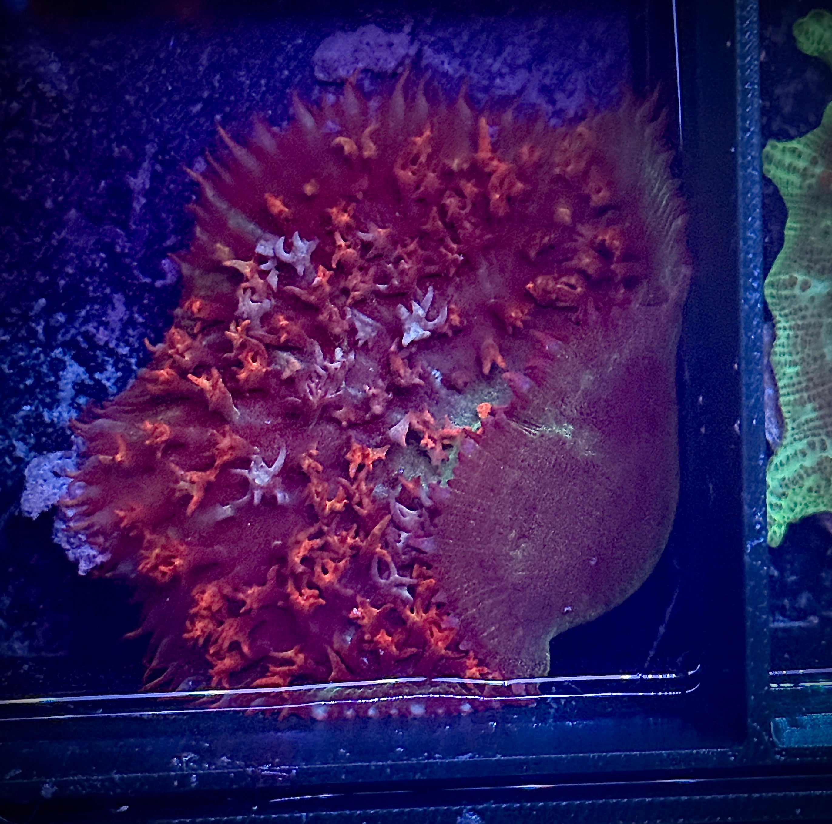 Large Red and Green Fuzzy Saint Thomas Shroom Coral