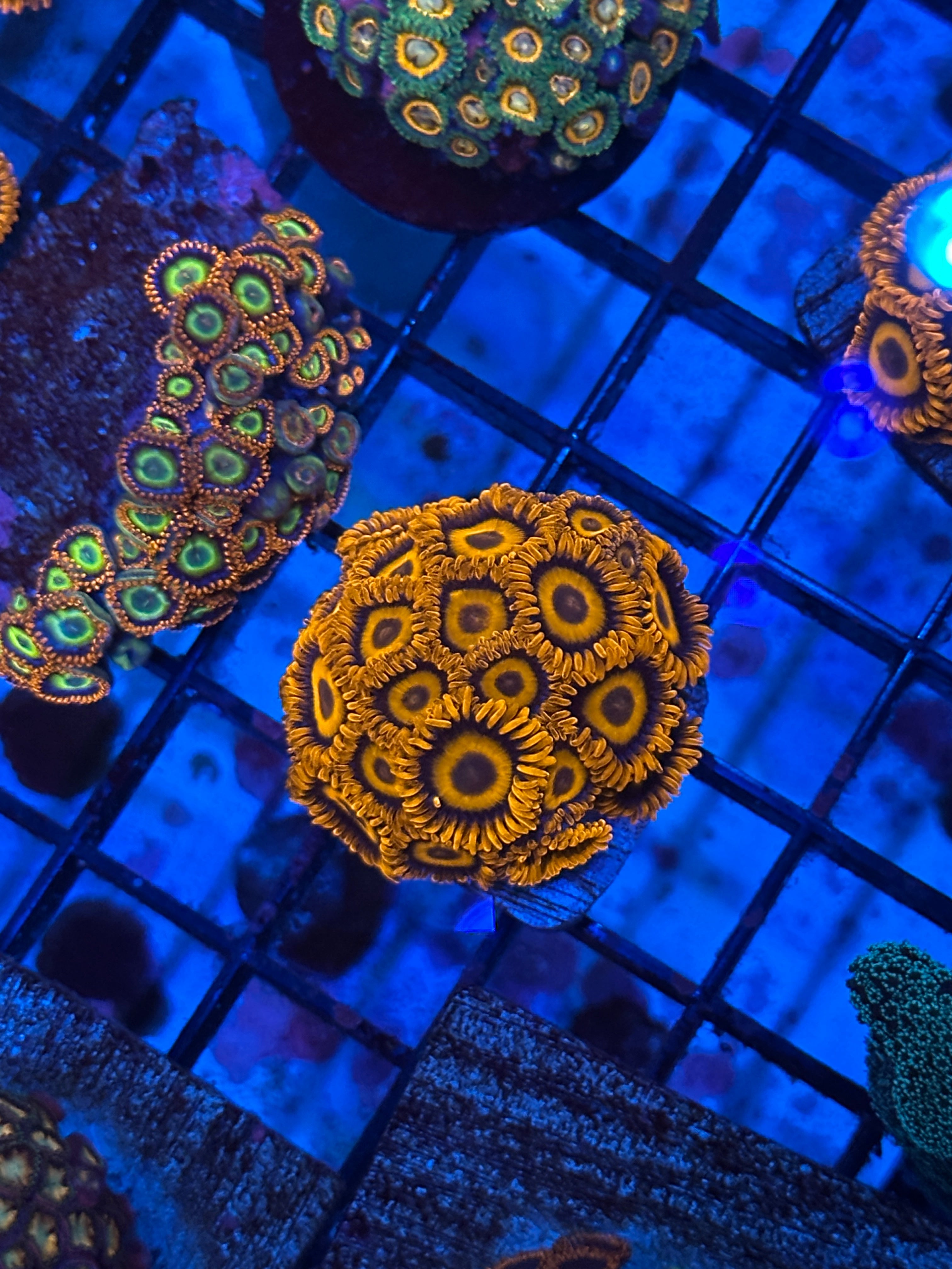 Orange Oxide Zoas Lakeside Reefing