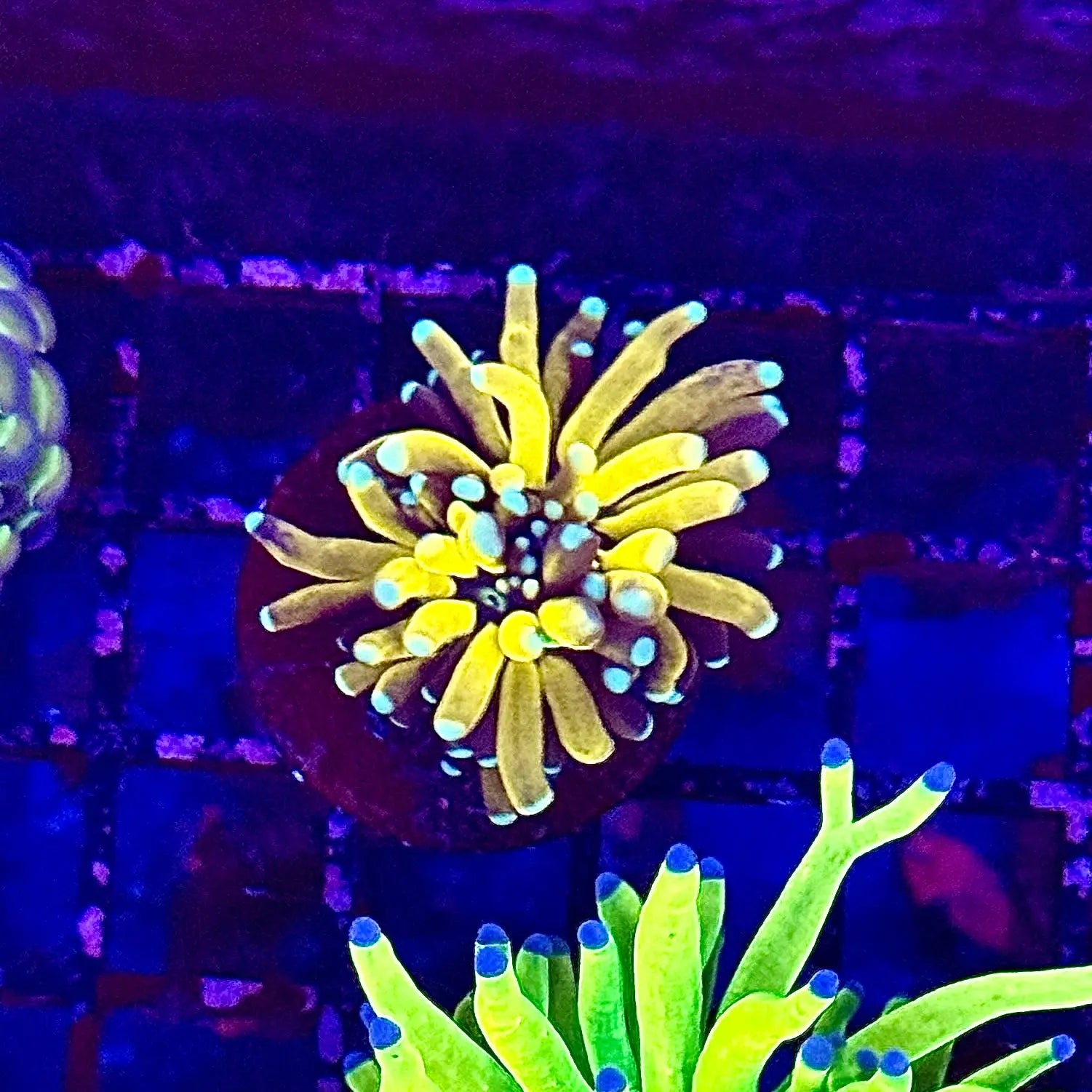 Small Tiger Torch Coral R4A8