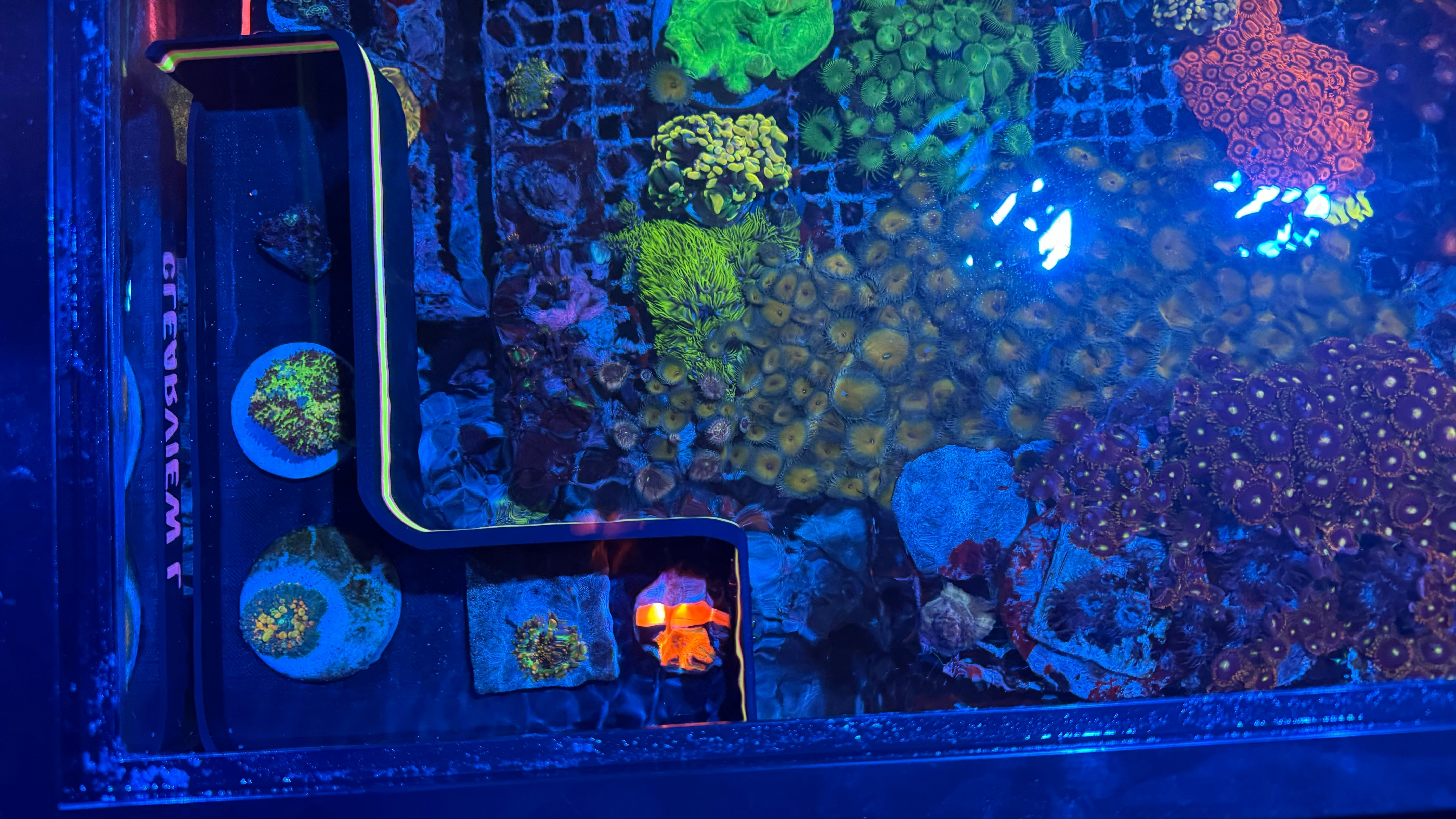 Rhino's Reef ClearView L – Rhino’s Reef Premium 3D-Printed Reef Accessory SHROOM BOX
