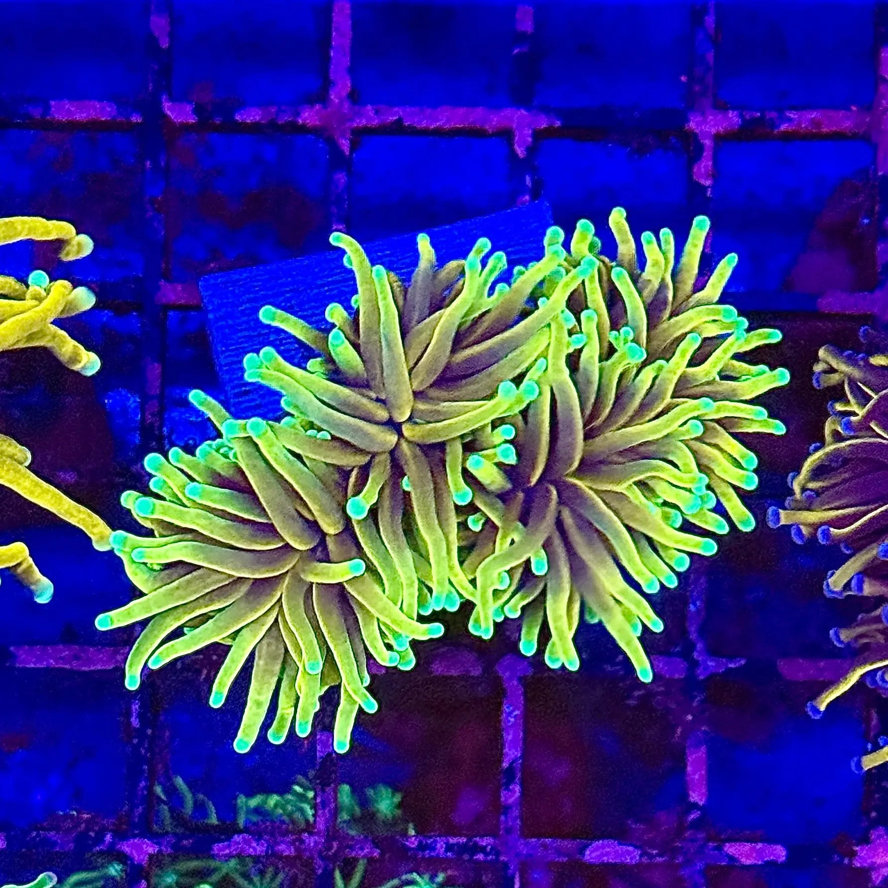 Freezerburn Torch Coral R4B4