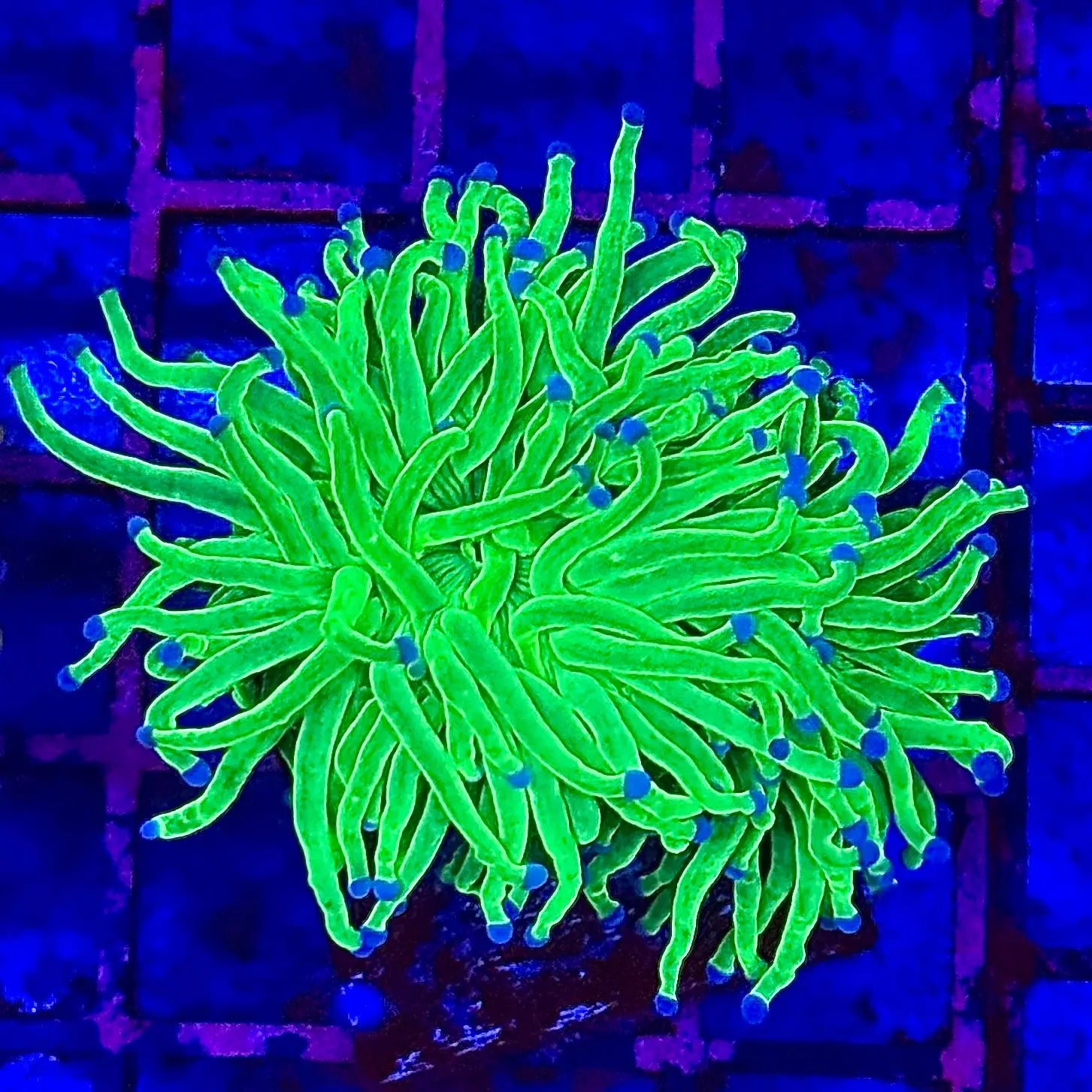 Todds Torch Coral R4D4