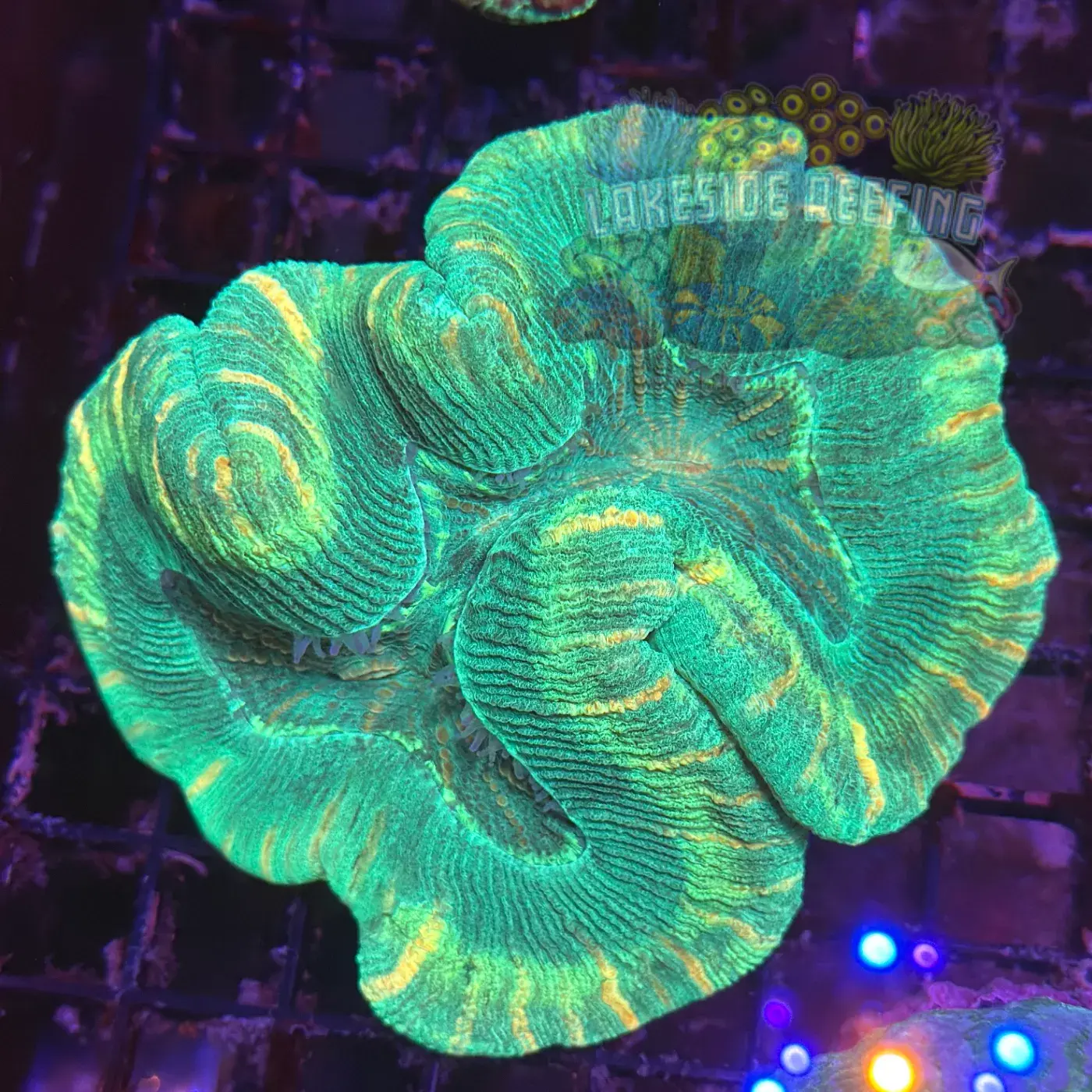 Green Joker Striped Welso Coral Lakeside Reefing