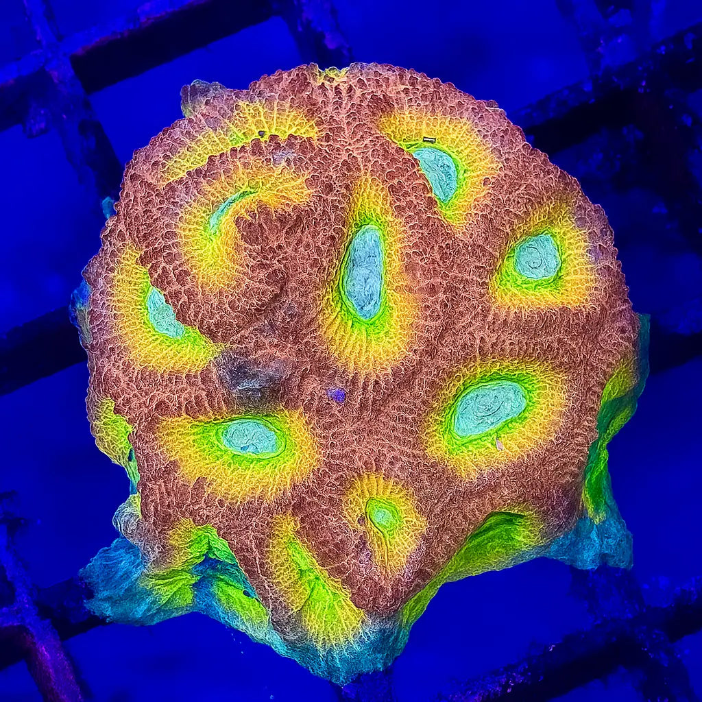 ACI Cultured Drunk Monkey Dipsastraea