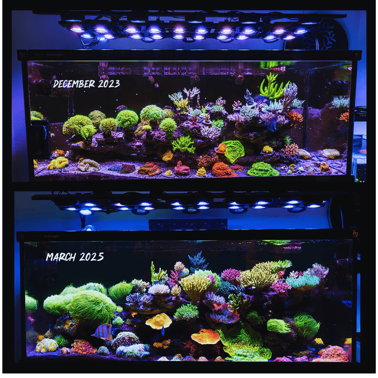 Dalua International LLC X4 Beast Mode SPS Lighting Bundle All Sizes lighting bundle pack