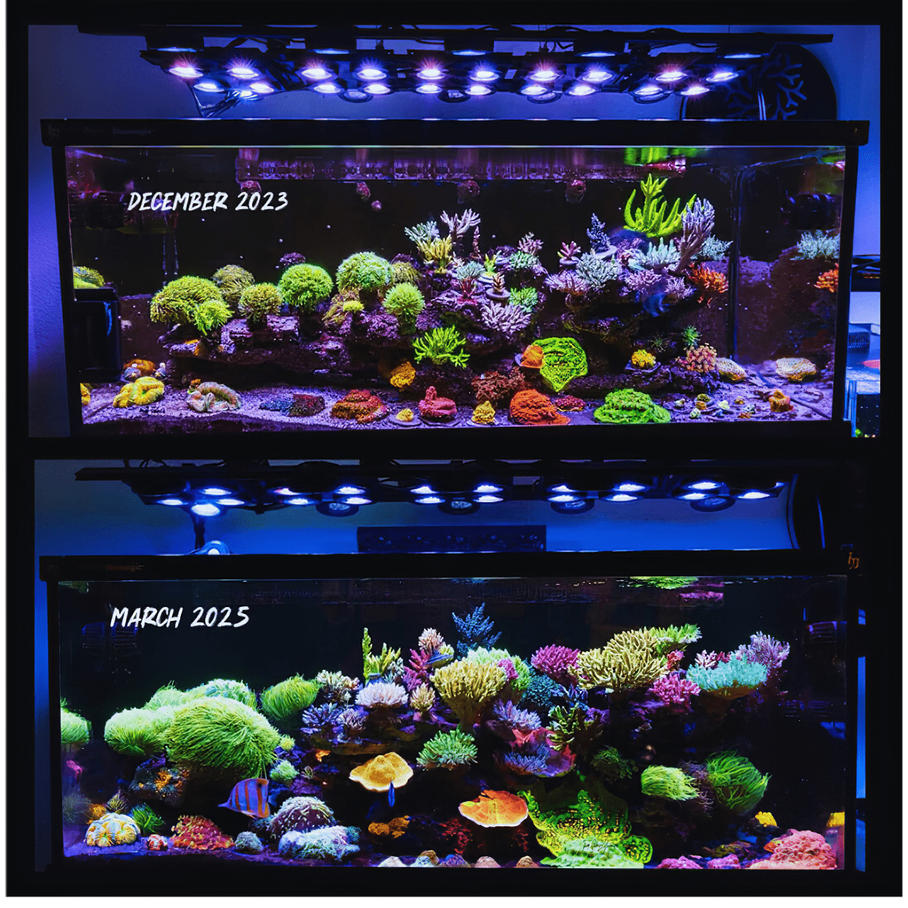 Dalua International LLC Illumagic X4 AQUARIUM LIGHTING