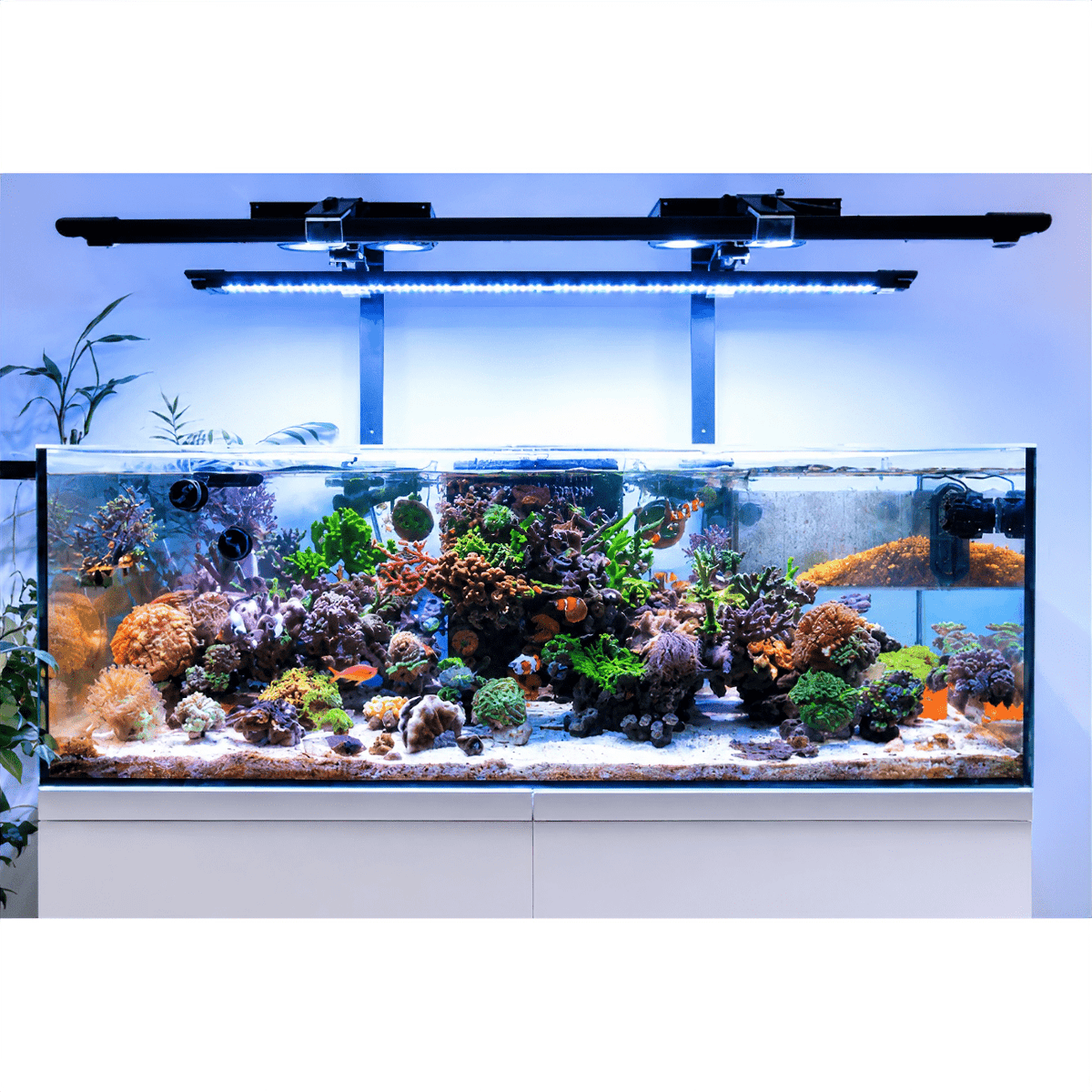 Dalua International LLC X4 Beast Mode SPS Reef Lighting Bundle lighting bundle pack