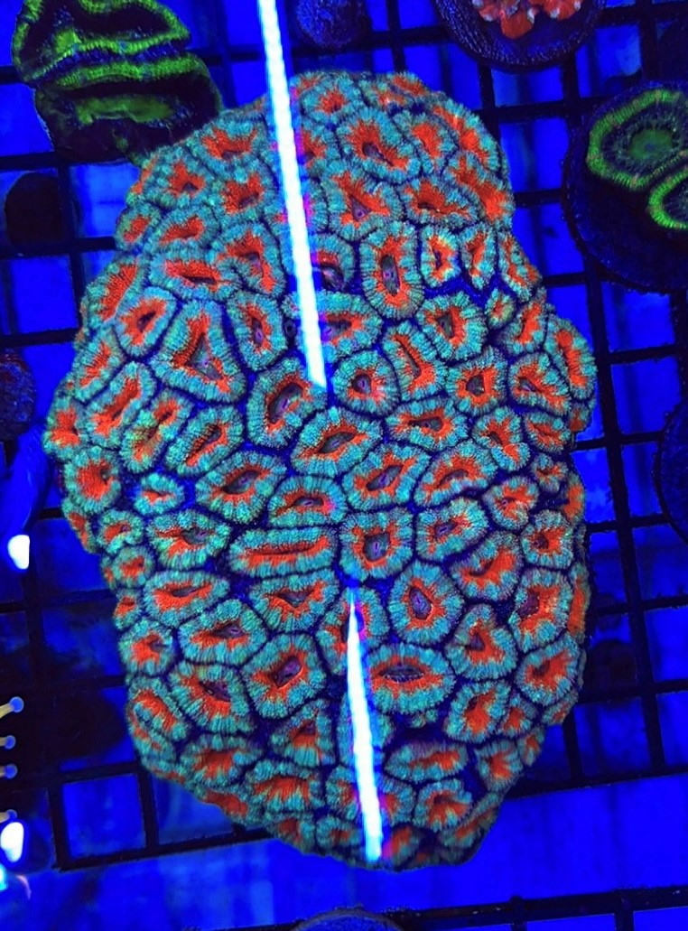 Acans
