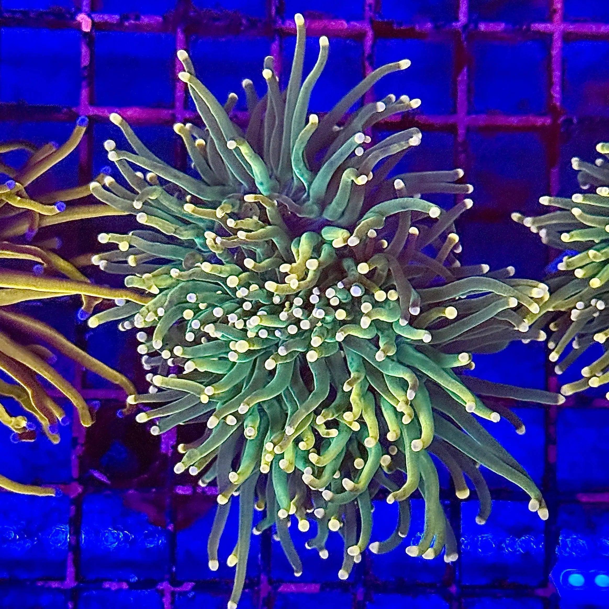 Deep Green Torch Coral R5B6
